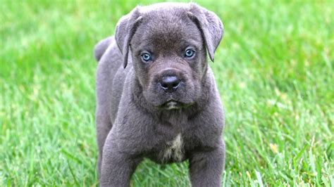 Cane Corso Puppies For Sale | Ohio Street, KS #250004