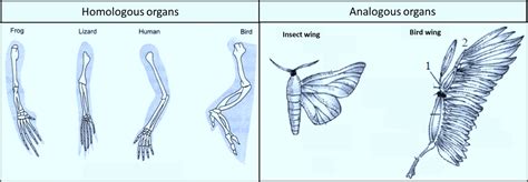 Giving examples of homologous and analogous organs explain what they ...