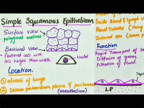 Simple Squamous Epithelium | Location | Function - YouTube