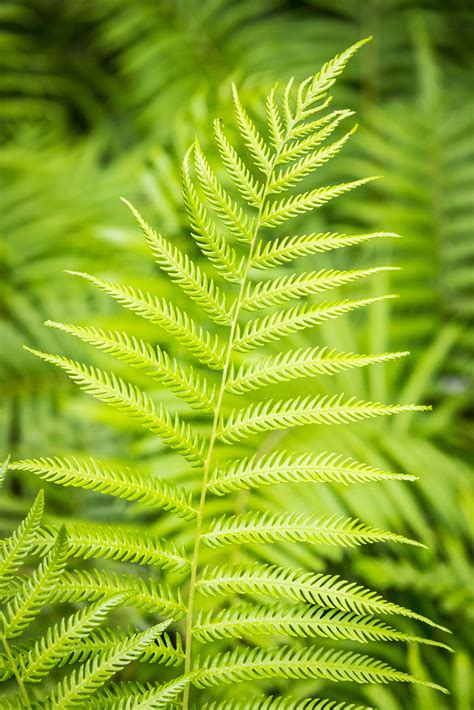 identification - Please help identify this fern - Gardening ...