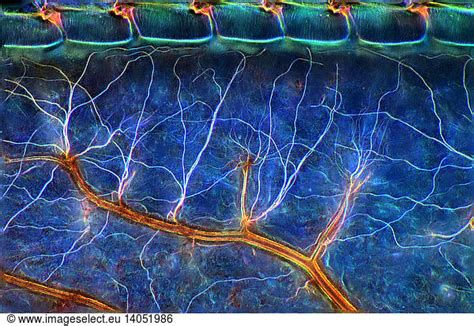 Damselfly caudal gill anatomy Damselfly caudal gill anatomy, LM,damselfly,damselfly,dark field ...