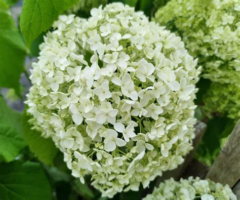 Expert tips for how to prune Annabelle hydrangeas | Homes & Gardens