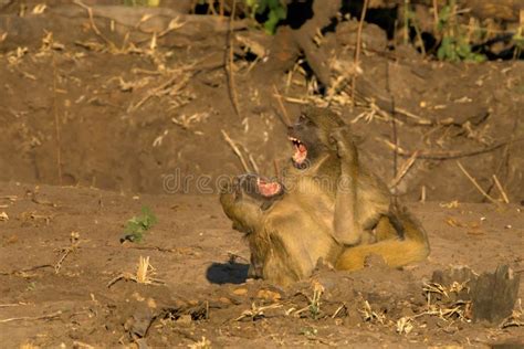 Young baboon staring stock image. Image of eyes, shining - 30948383