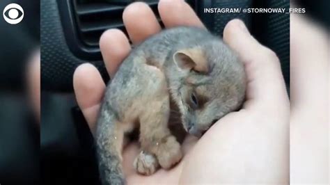 WATCH: Farmer Rescues Baby Ringtail Possum In Australia