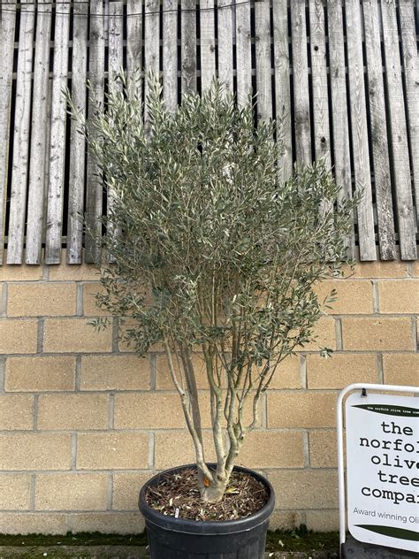 Olive tree - a charming specimen. - The Norfolk Olive Tree Company