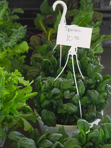 Can Spinach Grow Indoors: How To Grow Indoor Spinach Plants