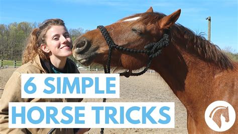 How to Teach Your Horse Tricks (6 Simple Tricks) - YouTube