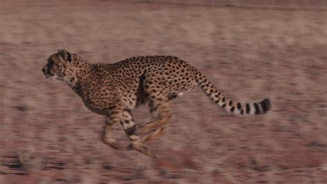 Cheetah Running Side On To Camera In Slow Motion Stock Footage Video ...