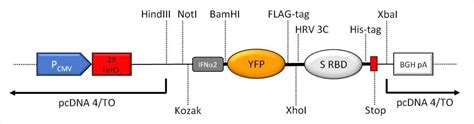 Newly developed fusion protein could improve COVID-19 research