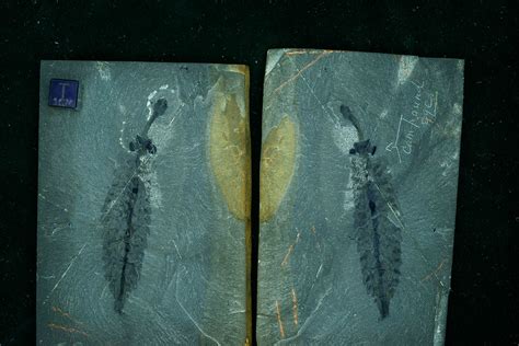 Smithsonian Insider – Fossils help scientists build a picture of the past—and present ...