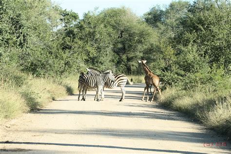 Baby Giraffe and Zebra. | klystron003 | Flickr