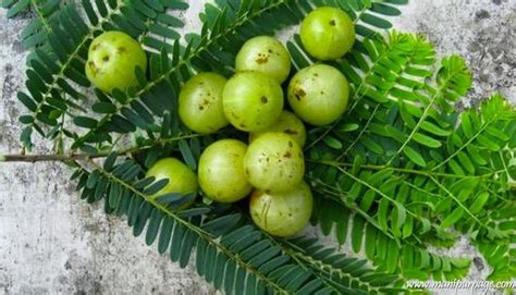 Phyllanthus emblica - Alchetron, The Free Social Encyclopedia