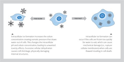 FAQ Series: The Science Behind Cryopreservation | AllCells