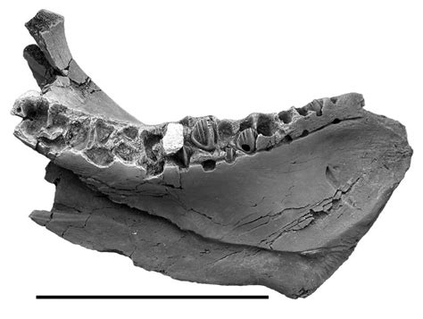 Fossils Identified of Two New Herbivorous Horned Dinosaurs (PHOTOS) | IBTimes