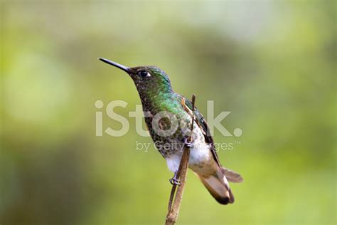 Hummingbird, Valley De Cocora, Colombia Stock Photo | Royalty-Free ...