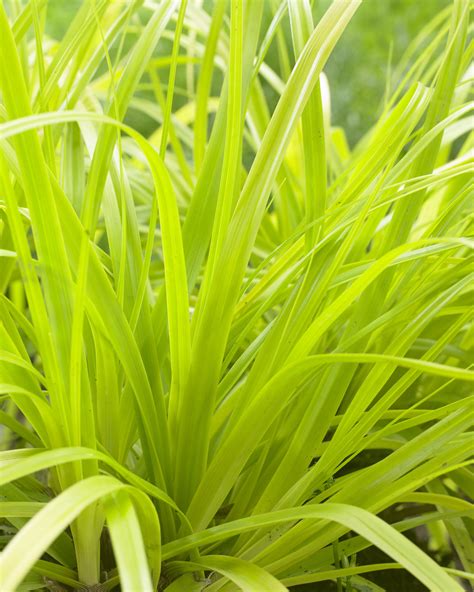 Carex oshimensis ‘Everillo’ Evercolor® | Tyler Arboretum