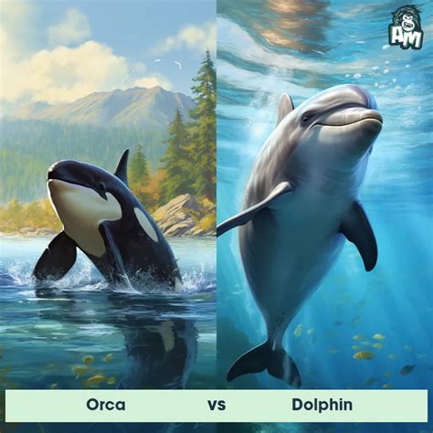 Orca vs Bottlenose Dolphin: See Who Wins | Animal Matchup