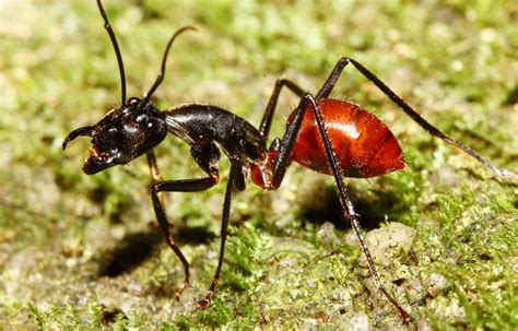 Every place has a wild side: Ants of Singapore #05 - Camponotus (gigas)