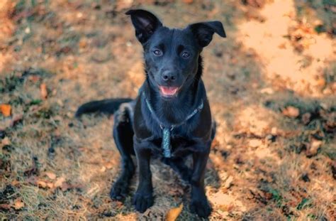 Chocolate Lab Shepherd Mix Puppies - German Shepherd Lab Mix Important ...