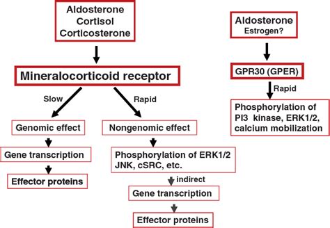 Figure 1 from The multifaceted mineralocorticoid receptor. | Semantic Scholar