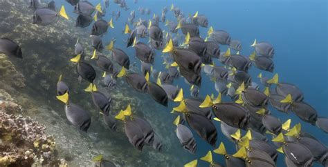 Wildlife in the Galapagos With Silversea