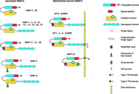 Domain structure of matrix metalloproteinases family. All MMPs consist... | Download Scientific ...