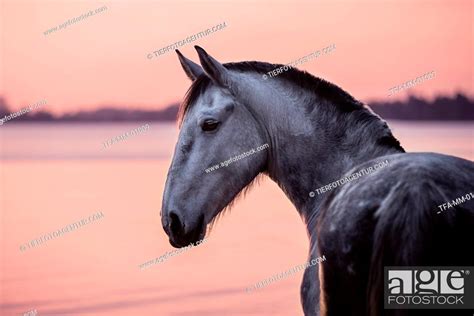 Frisian-Horse-Cross, Stock Photo, Picture And Rights Managed Image. Pic ...