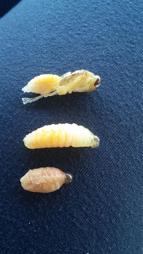 3 stages of wasp larvae : r/pics