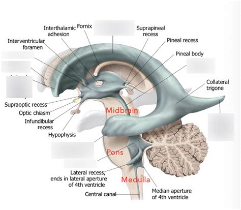 Ventricles Diagram | Quizlet