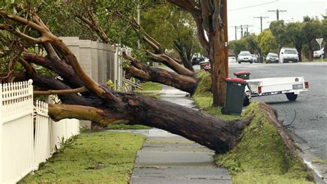 Storm Damage Management Sydney – Tidy Tree Work