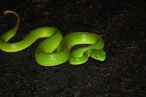 Bamboo Viper | (Viridovipera stejnegeri stejnegeri) | Jerry Lin. | Flickr