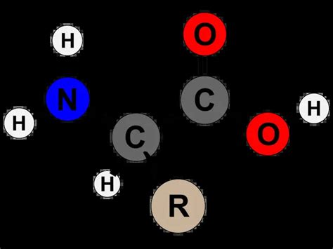 Amino Acids Facts for Kids