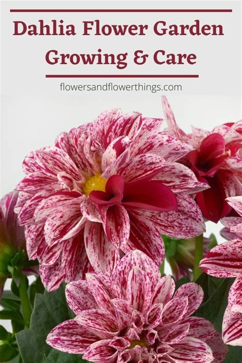 Dahlia Flower Garden Growing Care | Flowersandflowerthings