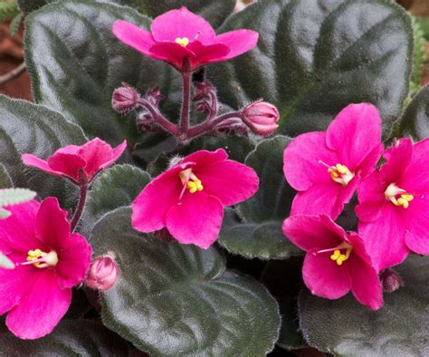 Best indoor flowering plants: 10 pretty blooms to grow | Homes & Gardens