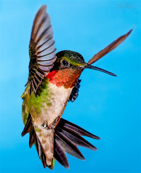 Hummingbird Photography: A 6 Step Guide with Hummingbird Photo Tips