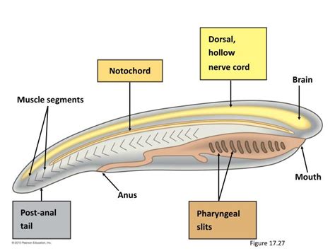 PPT - VERTEBRATE EVOLUTION AND DIVERSITY PowerPoint Presentation - ID:1267038