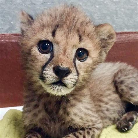 Baby zoo animals, Baby cheetahs, Cute baby animals