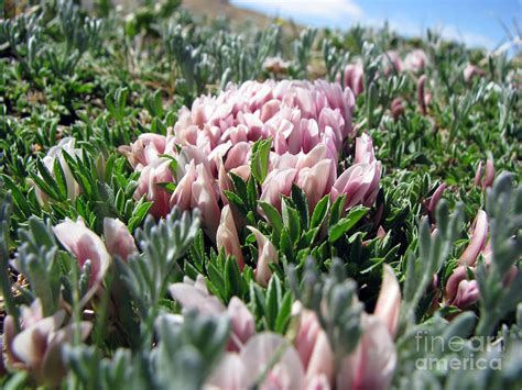 Flowers in the Alpine Tundra Photograph by Amanda Barcon - Fine Art America