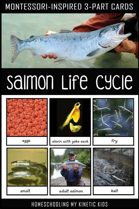 Salmon Life Cycle Chart