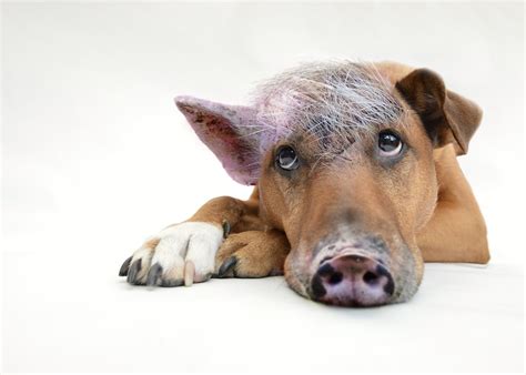 Son Of A Bitch Inner Pig Dog · Free photo on Pixabay