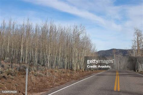 Pando Tree Photos and Premium High Res Pictures - Getty Images