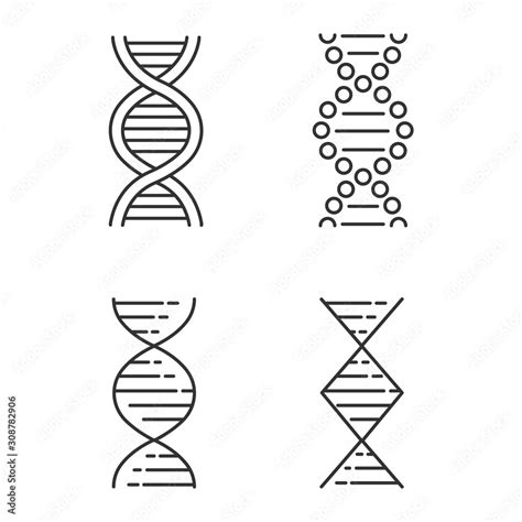 DNA spiral strands linear icons set. Deoxyribonucleic, nucleic acid ...