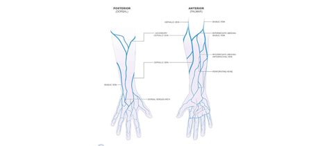 Basilic Vein: Anatomy, Location, Clinical Points | Learn from doctor