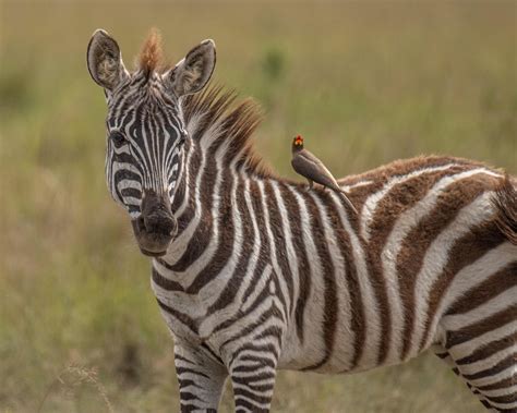 You Scratch my back and I’ll Scratch Yours – Symbiosis and the Oxpecker ...