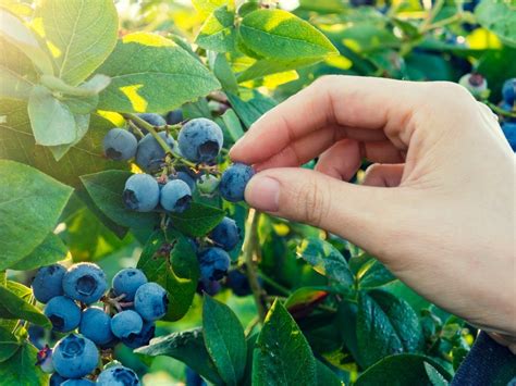 Here's How To Make Sure You Only Harvest Your Blueberries When They're ...