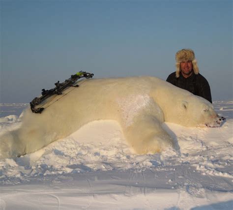 Canadian Arctic Polar Bear Hunt - Ameri-Cana Expeditions