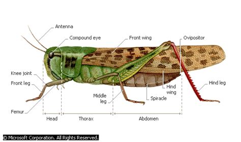 Importance and key characteristics of Acrididae (Grasshopper ...