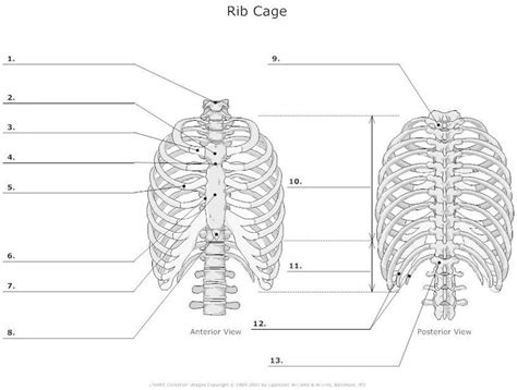 Thoracic Cavity Blank Diagram