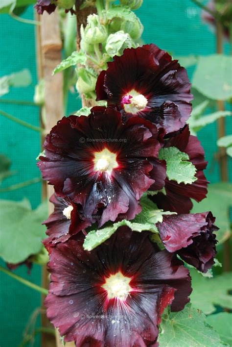 Hollyhock varieties, Alcea rosea varieties