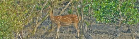 Know Much More about Sundarban Wildlife